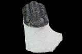 Bargain, Morocops Trilobite - Visible Eye Facets #92329-1